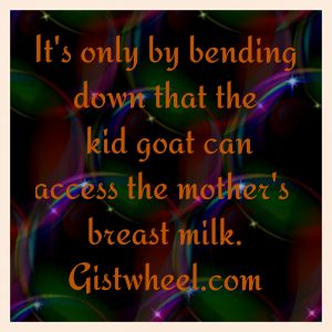 On what condition can a kid goat obtain the mother's breastmilk?