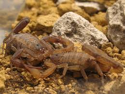 Mating process in scorpions.