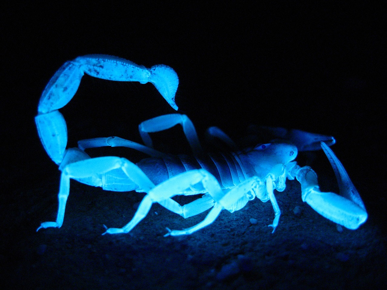 Scorpion Venom is the most expensive liquid on earth . (video)