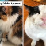 24 Things From Amazon Reviewers Say Please Their Picky Cats
