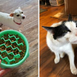 29 Things People With Multi-Pet Households Swear By