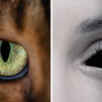 These 11 Quizzes Have 40 Million Views And Only Those With Perfect Color Vision Can Pass Them All