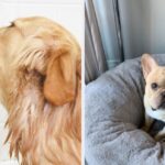 25 Things On Amazon That May Be Practical, But Your Dog Will Love Using